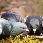 Co jedzą gołębie? Kilka słów o prawidłowym żywieniu ptactwa hodowlanego